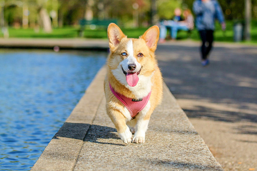 your four-legged friends are welcome